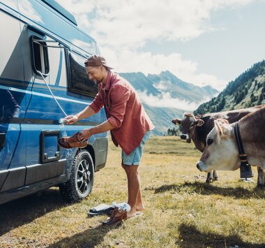 A person cleans shoes by a Carado motorhome on an alpine meadow, with two cows standing beside them.