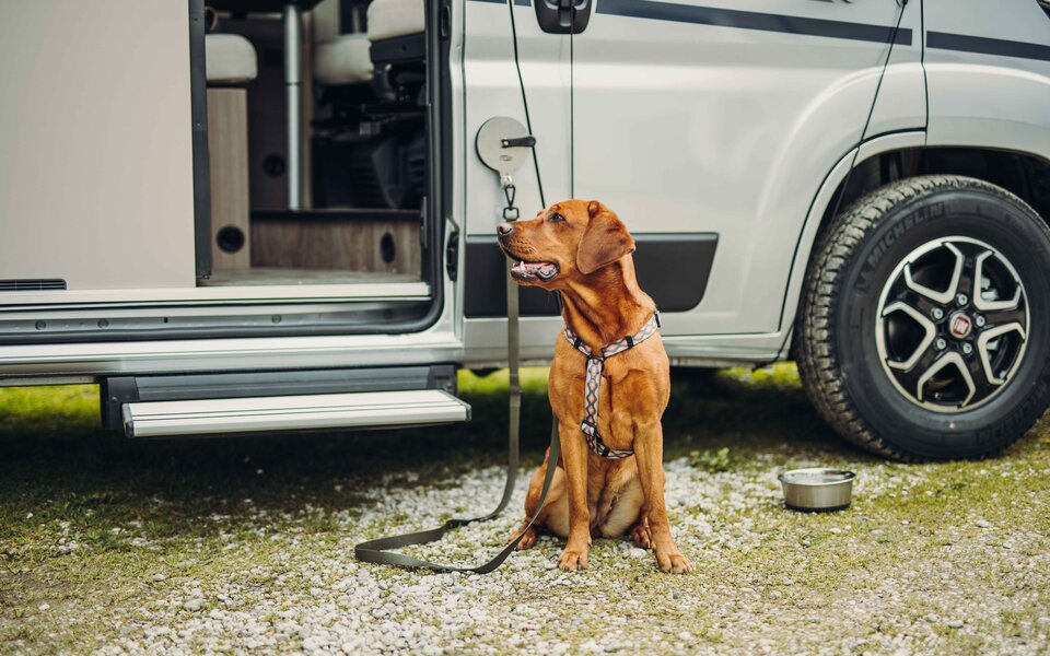 Dog in front of an open Carado motorhome on a pitch, with a leash and water bowl