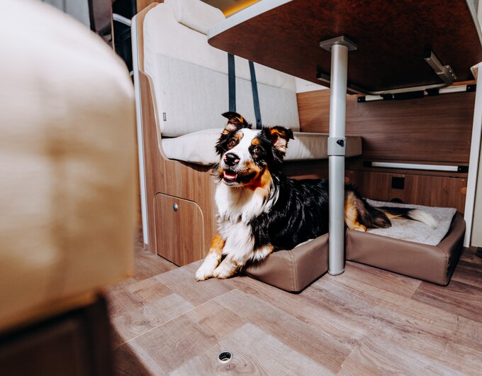 Dog lying on a dog bed inside a Carado motorhome under the table