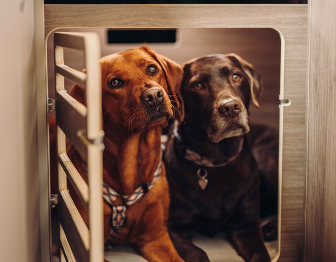 Two dogs are lying in the storage space beneath a bed in the Carado motorhome.