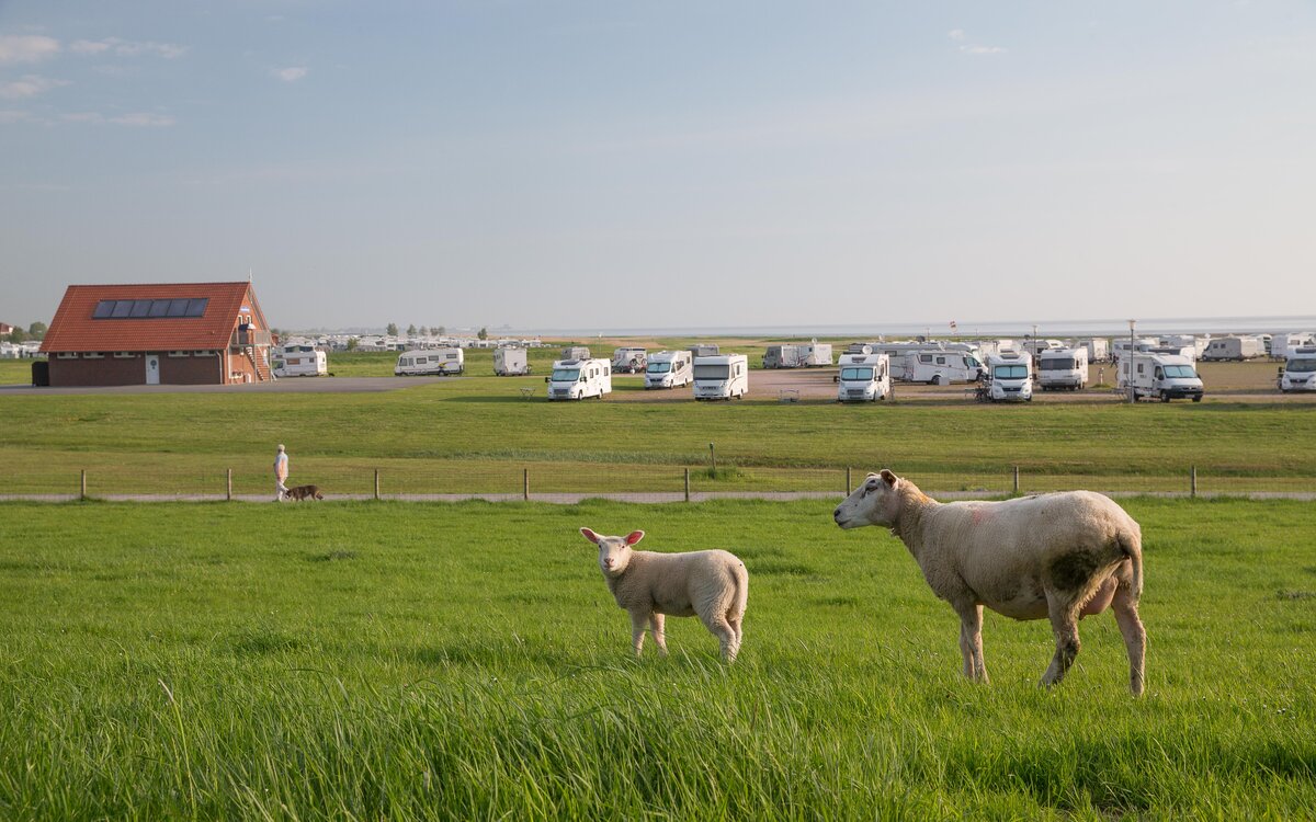 Sheep and lambs on a green meadow by a motorhome pitch by the sea
