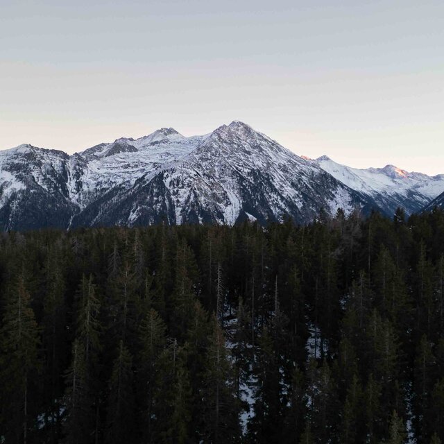 Snow-covered mountain range above dense conifer forest at dusk