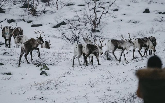 Reindeer in a winter landscape, a blurred person is seen from behind in the foreground