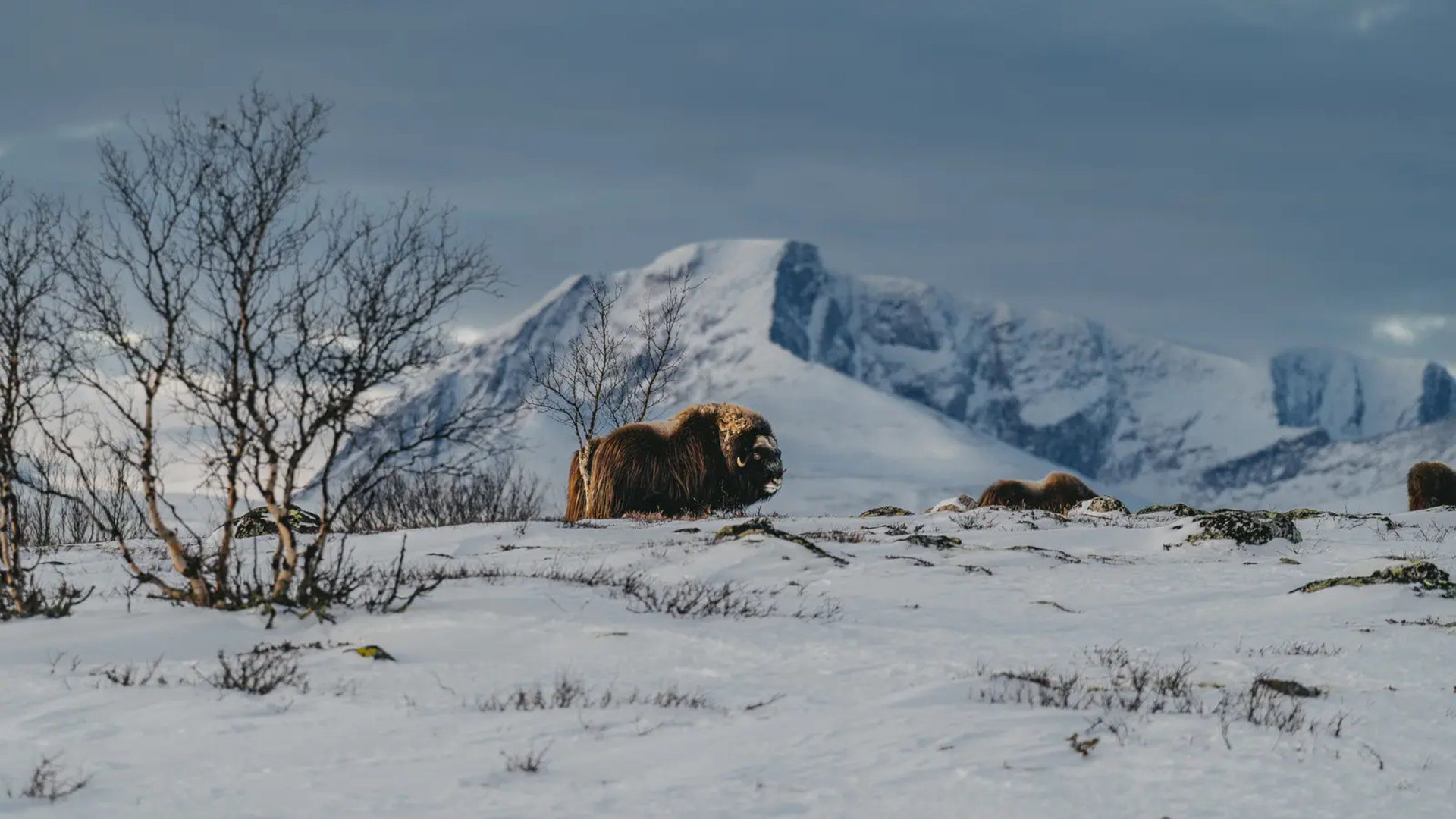 Musk oxen in the snow